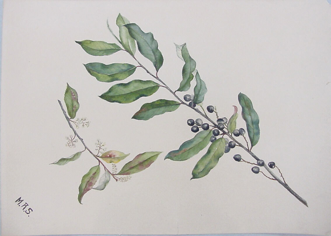 Cherry Laurel (Mock Orange) Bough, Mary Russell Smith (1842–1878), Watercolor and gouache on paper, American 