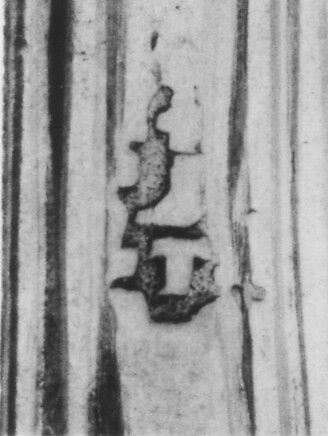 Fork with knife handle (one of six), Louis-Antoine Taillepied (born ca. 1734, master 1760, active 1806 (?)), Silver, French, Paris