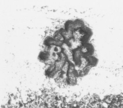 Candelabrum (one of a pair), Robert Joseph Auguste (French, 1723–1805, master 1757), Silver, French, Paris