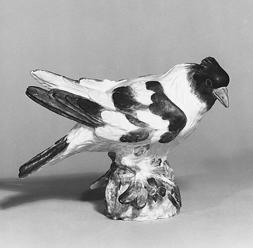 Pigeon (trommeltaube)