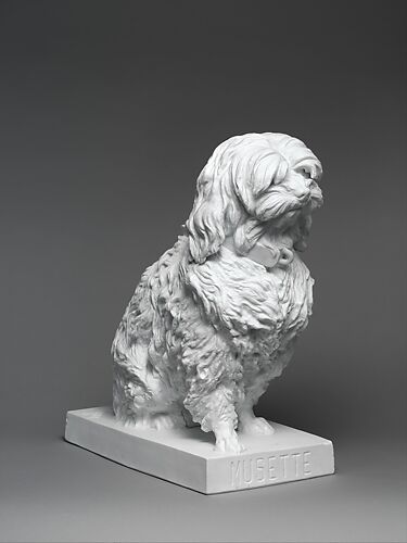 Musette, a Maltese dog