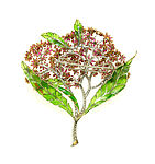 Brooch, Marcus and Co. (American, New York, 1892–1942), Gold, platinum, rubies, white and yellow diamonds, green enamel, American