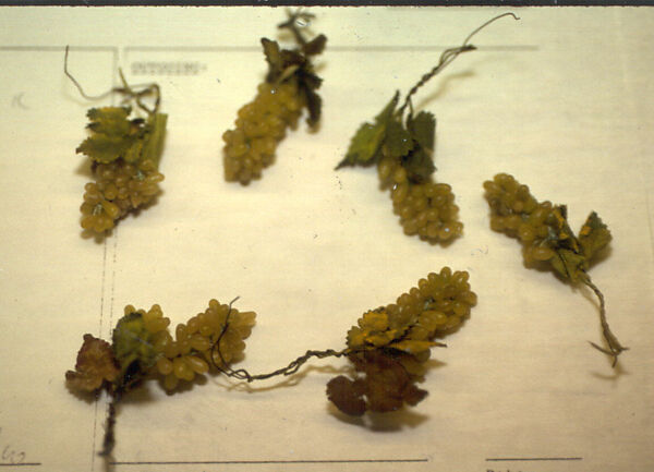 Six grape clusters