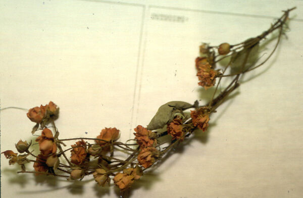 Spray of dried flowers, Fabric, wire, Italian, Naples 