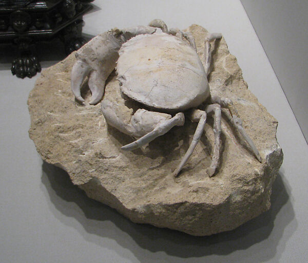 Crab Fossil (hapractocaunus punctatus) from Monte Boldo, Italy, Fossil 