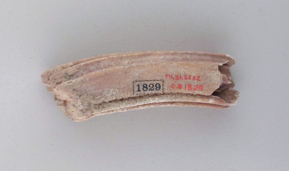 Tooth of an ox, Bone, Cypriot 