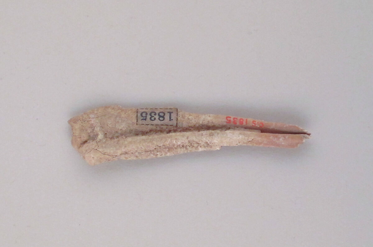 Tooth of an Ox, Bone, Cypriot 