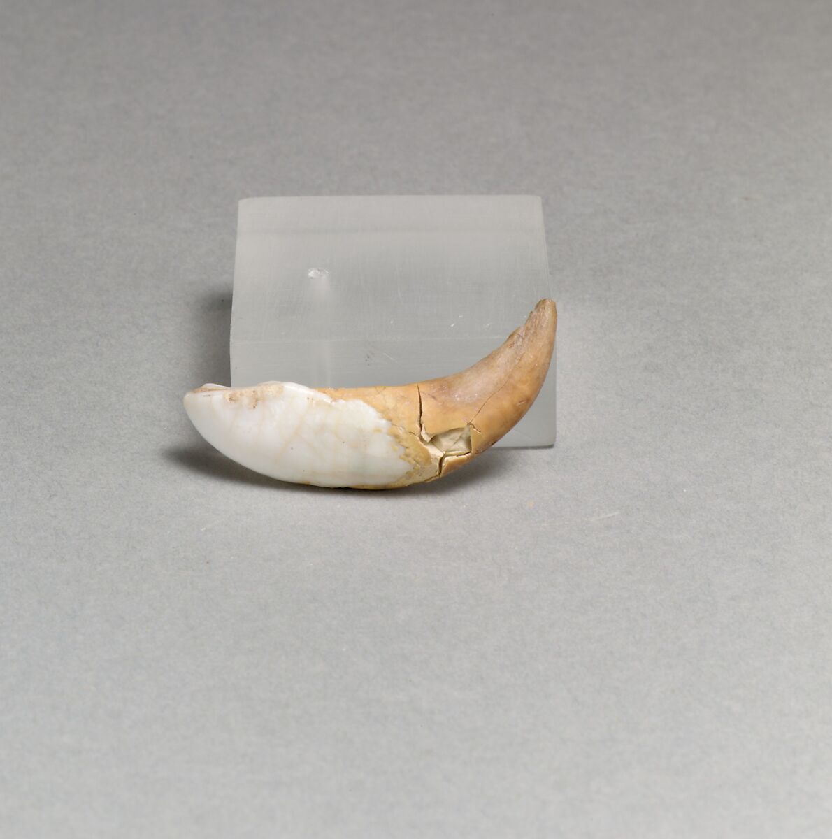 Tusks of boar, 2, Bone