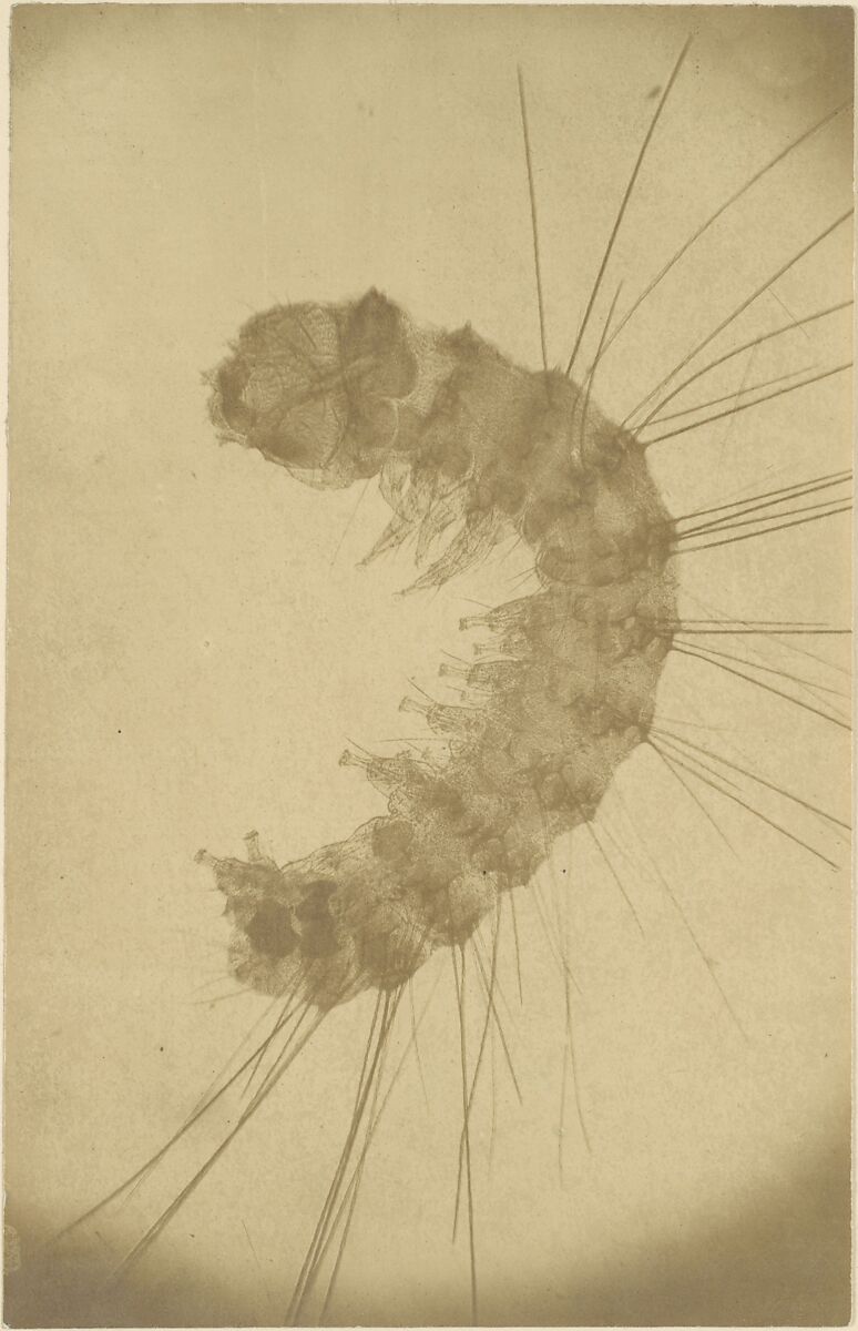 [Microscopic view of an insect], Alois Auer (Austrian, Wels 1813–1869 Vienna), Albumen silver print 