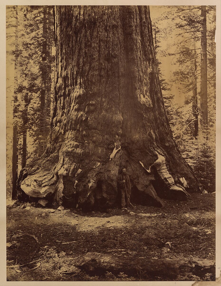 Section of the Grizzly Giant with Galen Clark, Mariposa Grove, Yosemite, Carleton E. Watkins (American, 1829–1916), Albumen silver print from glass negative 