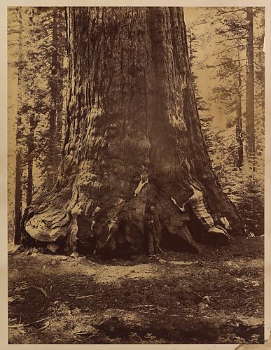 Section of the Grizzly Giant with Galen Clark, Mariposa Grove, Yosemite