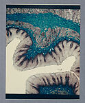 Human Oesophagus x300, Lewis R. Wolberg  American, Chromogenic print
