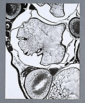 Animal Tissues: Ovary Shad 600x, Lewis R. Wolberg  American, Chromogenic print