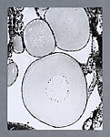 Animal Tissues: Ovary Taricha 600x, Lewis R. Wolberg  American, Chromogenic print