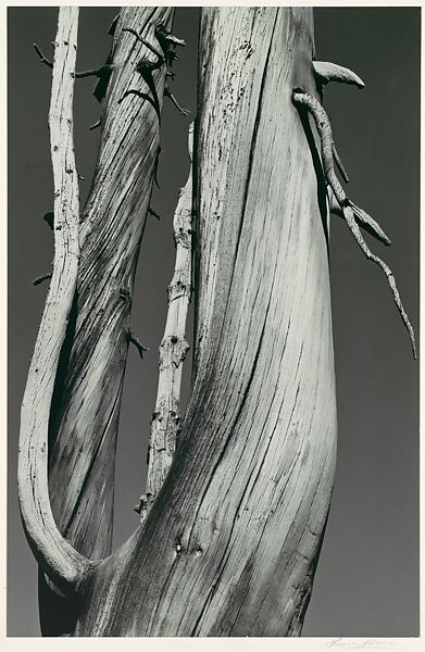Dead Tree, Dog Lake, Yosemite National Park, Ansel Easton Adams (American, San Francisco, California 1902–1984 Carmel, California), Gelatin silver print 