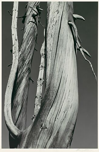 Dead Tree, Dog Lake, Yosemite National Park