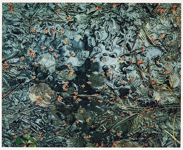 Maple Blossoms in a Woodland Pool, New Hampshire, Eliot Porter (American, 1901–1990), Dye transfer print 