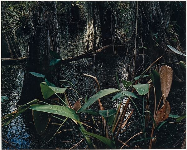 Cypress Swamp, Florida, Eliot Porter (American, 1901–1990), Dye transfer print 