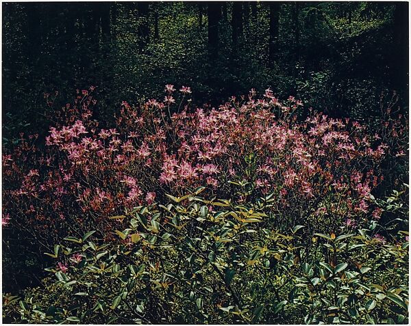 Rhodora, New Hampshire, Eliot Porter (American, 1901–1990), Dye transfer print 