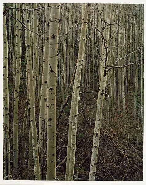 Aspens in Early Spring, New Mexico, Eliot Porter (American, 1901–1990), Dye transfer print 