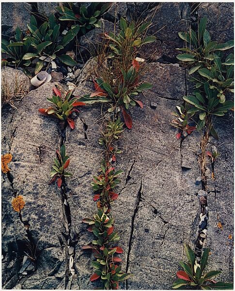 Weeds in Rock Cracks, Maine, Eliot Porter (American, 1901–1990), Dye transfer print 
