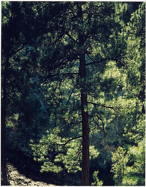 Ponderosa Pine, New Mexico, Eliot Porter (American, 1901–1990), Dye transfer print 