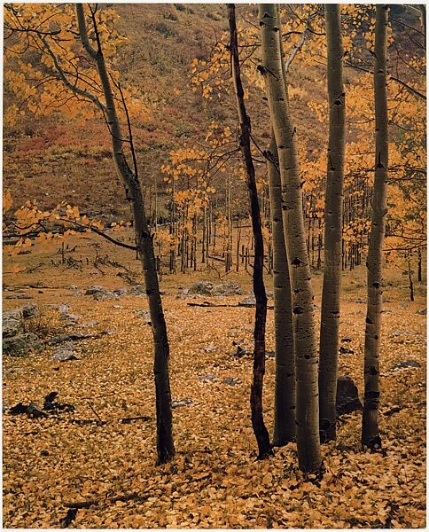 Yellow Aspens, Colorado, Eliot Porter (American, 1901–1990), Dye transfer print 