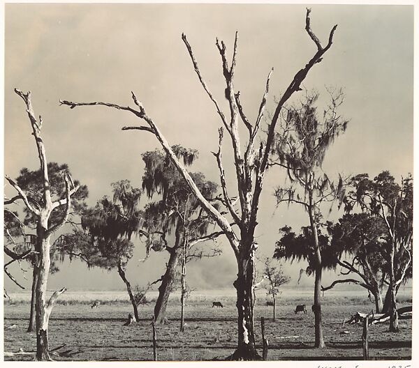 Landscape, Gulf Coast, Louisiana, Walker Evans (American, St. Louis, Missouri 1903–1975 New Haven, Connecticut), Gelatin silver print 