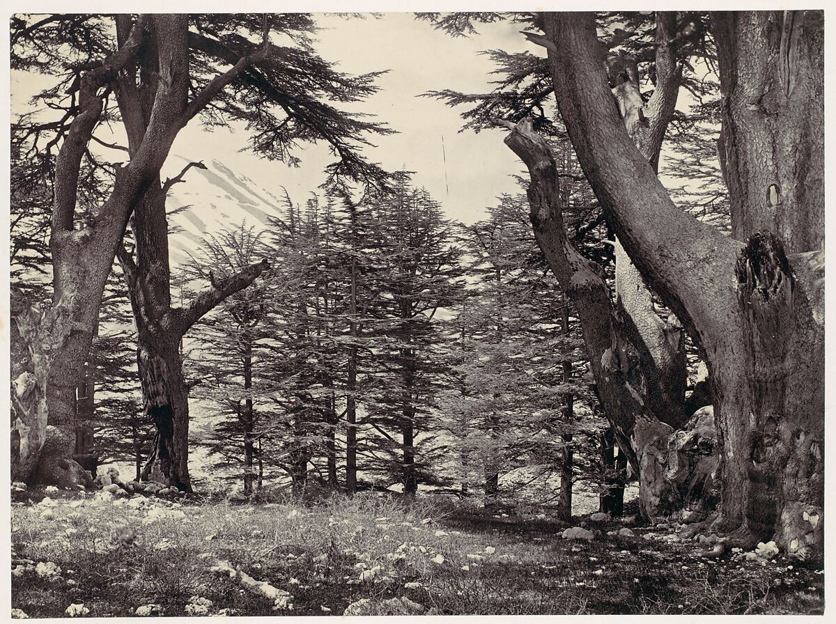 Cedars of Lebanon, Francis Frith (British, Chesterfield, Derbyshire 1822–1898 Cannes, France), Albumen silver print from glass negative 