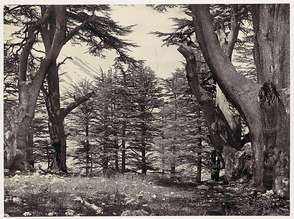 Cedars of Lebanon