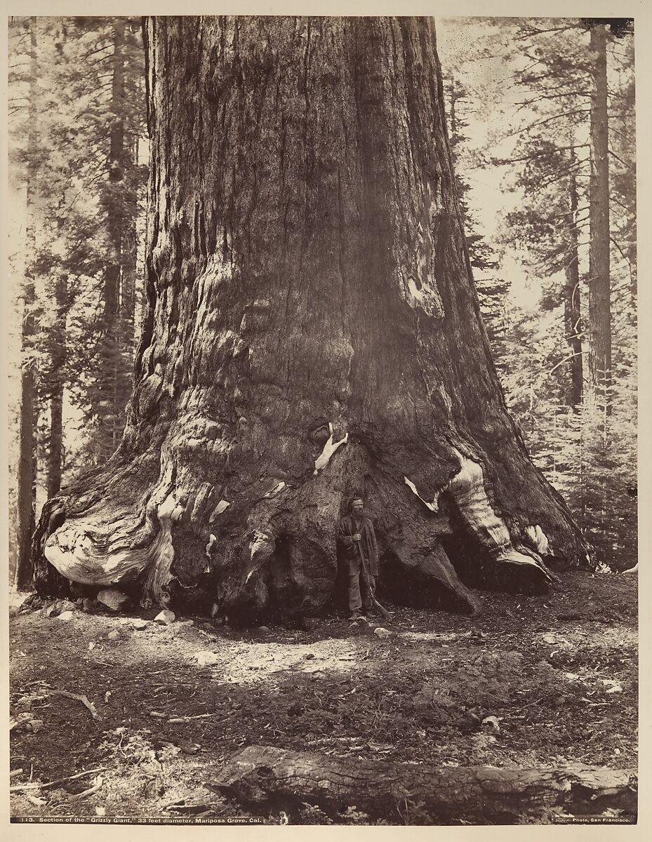 Section of the Grizzly Giant with Galen Clark, Mariposa Grove, Yosemite, Carleton E. Watkins (American, 1829–1916), Albumen silver print from glass negative 
