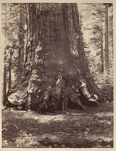 Section of the Grizzly Giant with Galen Clark, Mariposa Grove, Yosemite