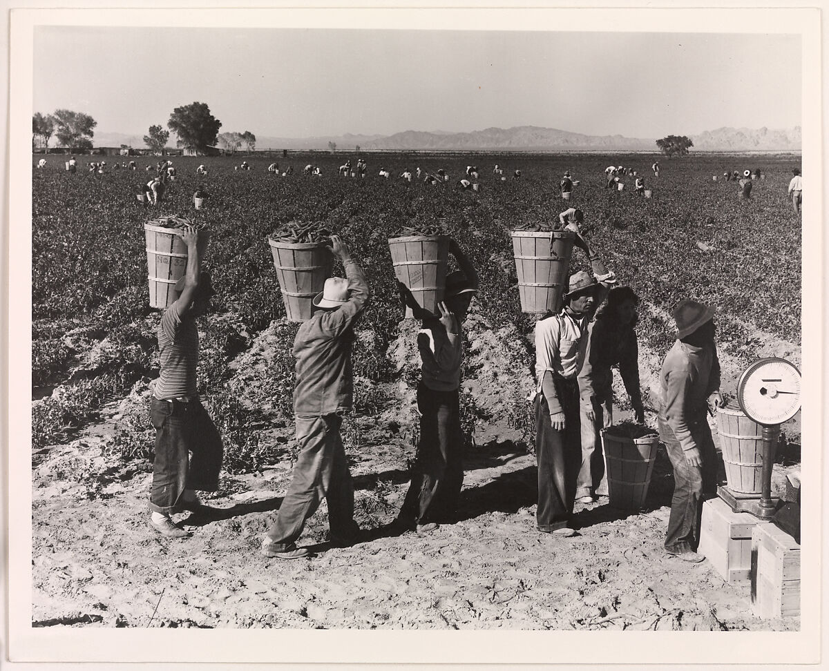 Pea Pickers Line Up on Edge of Field at Weigh Scale, near Calipatria, Imperial Valley, California, February, Dorothea Lange (American, 1895–1965), Gelatin silver print 