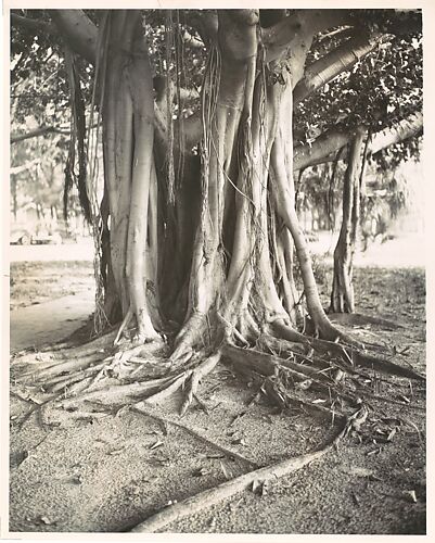 Banyan Tree, Florida