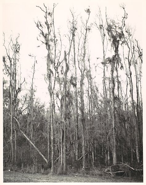 [Cypress Trees in Swamp, Florida], Walker Evans (American, St. Louis, Missouri 1903–1975 New Haven, Connecticut), Gelatin silver print 