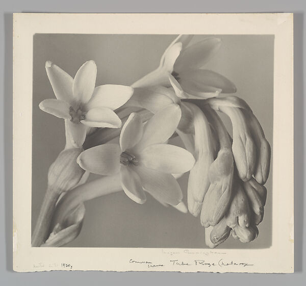 Tuberose, Imogen Cunningham (American, Portland, Oregon 1883–1976 San Francisco, California), Gelatin silver print 