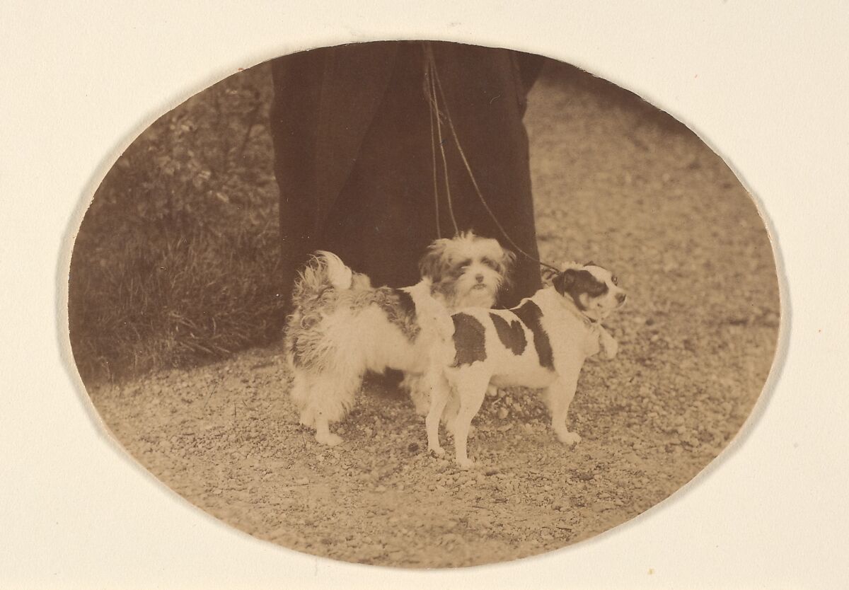 Les Chiens, Pierre-Louis Pierson (French, 1822–1913), Albumen silver print from glass negative 