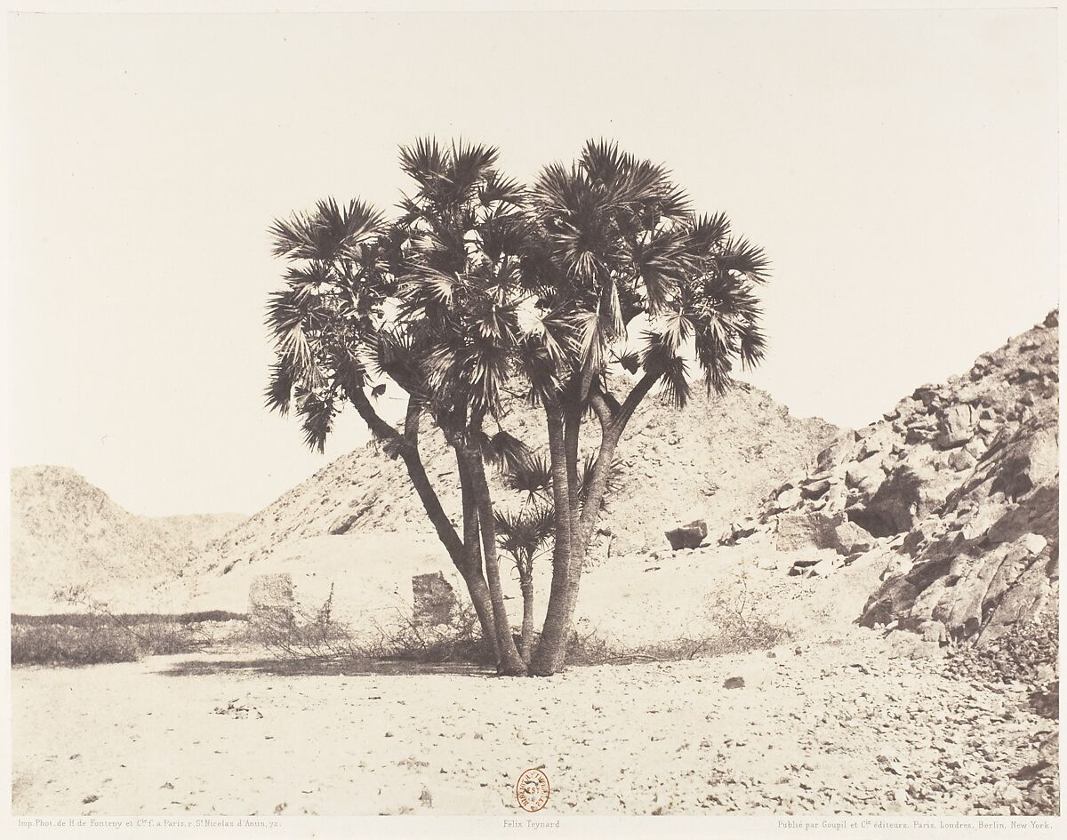 Environs de Fîleh, Palmier Doum sur la Rive Orientale du Nil, Félix Teynard (French, 1817–1892), Salted paper print from paper negative 