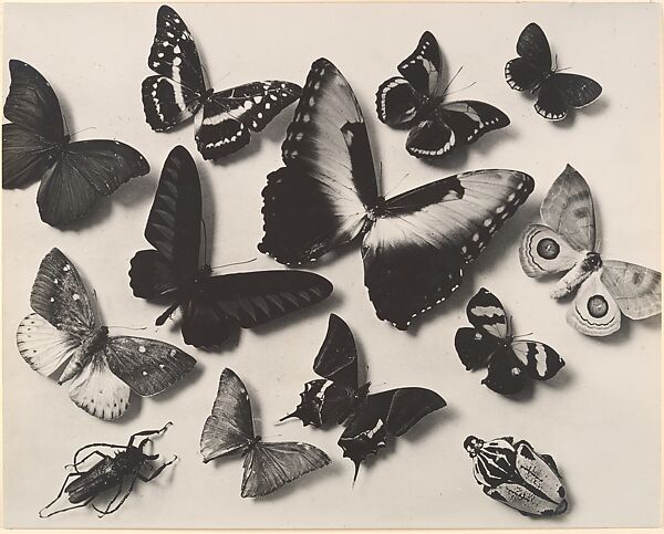 [Butterflies], Man Ray (American, Philadelphia, Pennsylvania 1890–1976 Paris), Gelatin silver print 