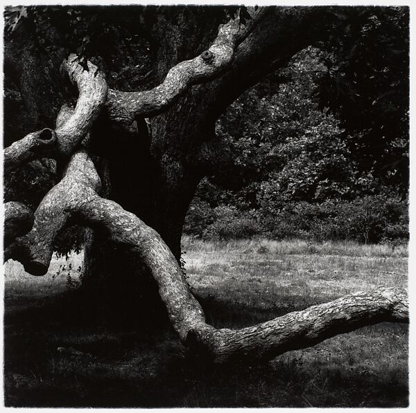 Aaron Siskind The Tree Marthas Vineyard The Metropolitan Museum Of Art