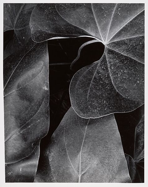 Chicago 3, Aaron Siskind (American, 1903–1991), Gelatin silver print 