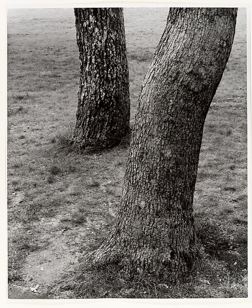 Vineyard Trees, Aaron Siskind (American, 1903–1991), Gelatin silver print 