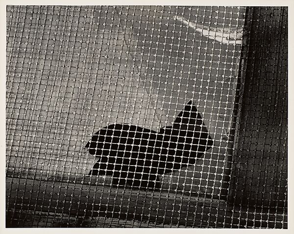 Gloucester, Aaron Siskind (American, 1903–1991), Gelatin silver print 