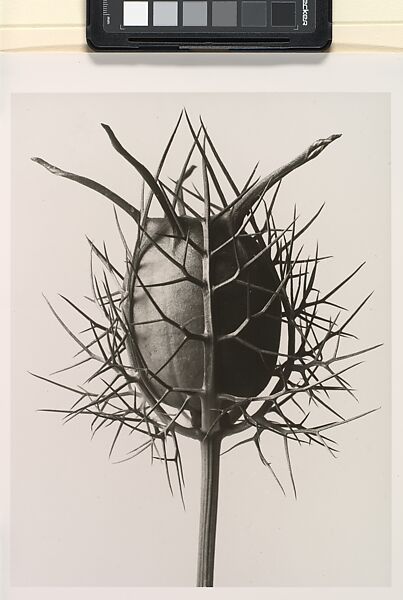 Nigella Damascena Spinnenkopf, Karl Blossfeldt (German, 1865–1932), Gelatin silver print 