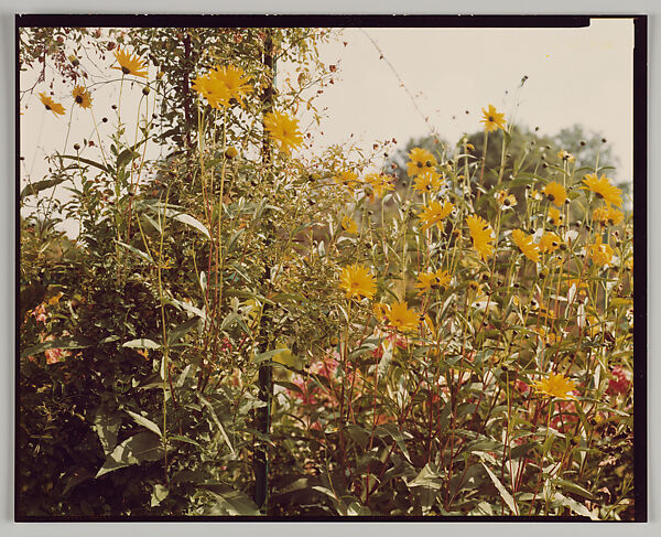 Giverny, Stephen Shore (American, born 1947), Chromogenic print 