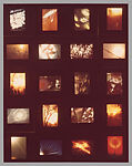 [Contact Sheet of Plant Studies], Dennis Stock  American, Chromogenic print