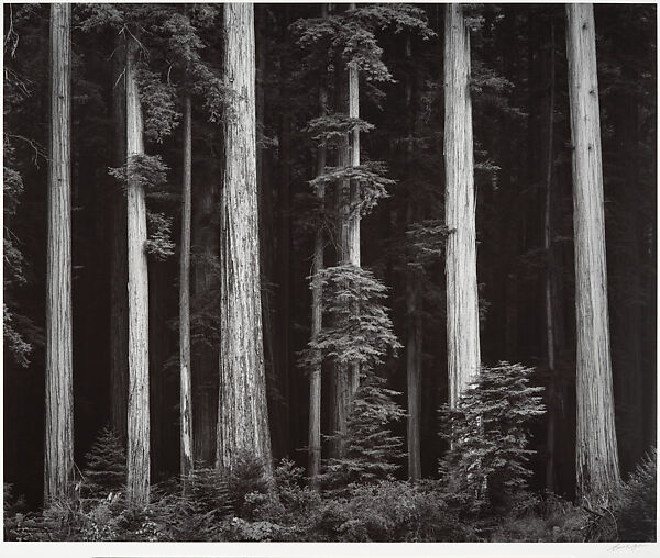 Redwoods, Bull Creek Flat, Northern California, Ansel Easton Adams (American, San Francisco, California 1902–1984 Carmel, California), Gelatin silver print 