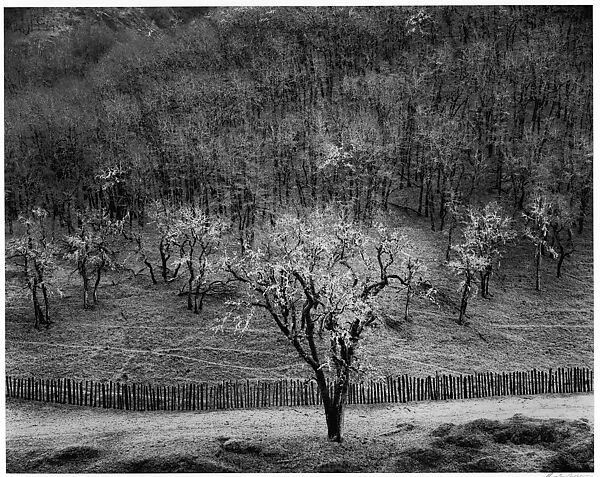 Oak Tree, Rain, Sonoma County Hills, California, Ansel Easton Adams (American, San Francisco, California 1902–1984 Carmel, California), Gelatin silver print 