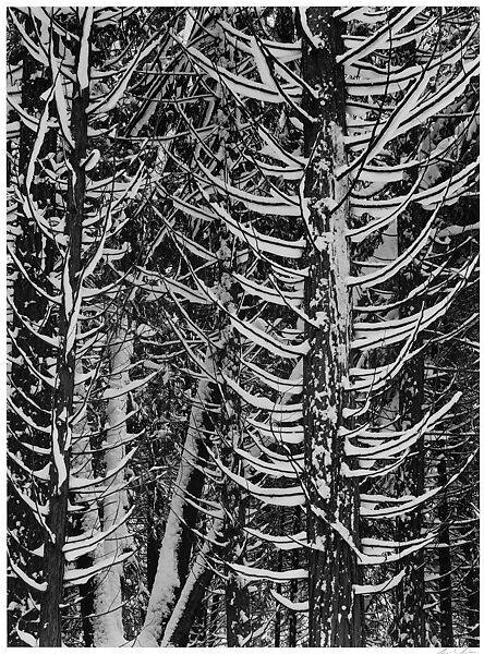 Cedar Trees in Snow, Yosemite National Park, California, Ansel Easton Adams (American, San Francisco, California 1902–1984 Carmel, California), Gelatin silver print 