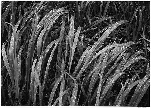Grass, Glacier Bay National Monument, Alaska, Ansel Easton Adams (American, San Francisco, California 1902–1984 Carmel, California), Gelatin silver print 